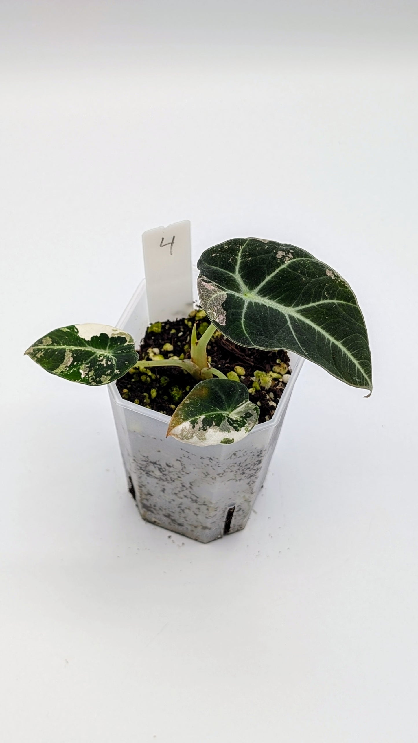 Alocasia Black Velvet Pink Variegata Babypflanze