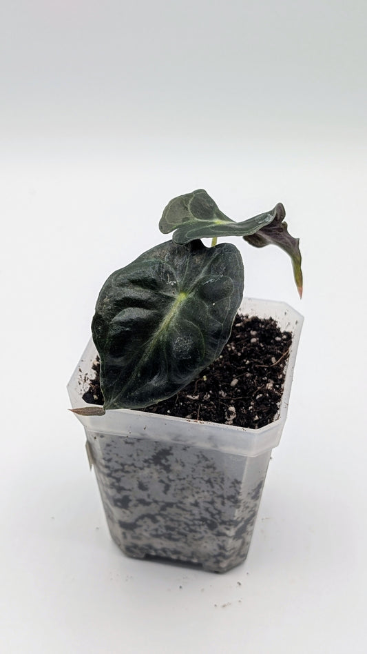 Alocasia Venom Babypflanze