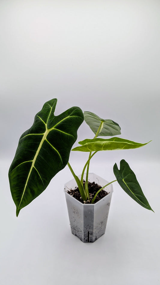 Alocasia Frydek