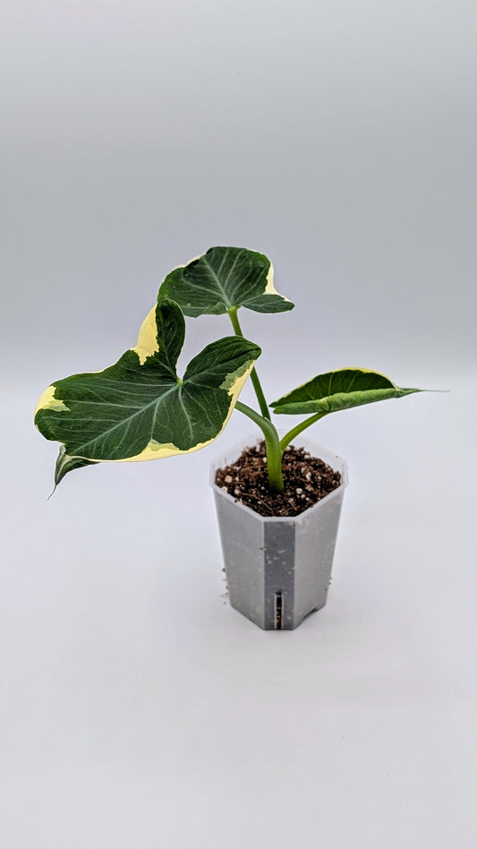 Xanthosoma (Alocasia) Mickey Mouse Variegata