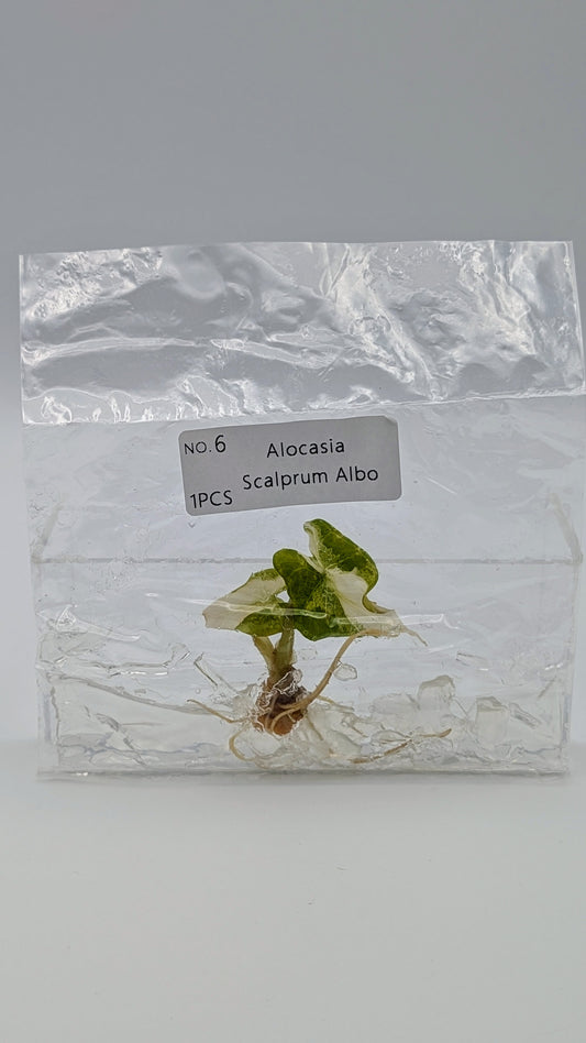 Alocasia Scalprum Albo im TC Beutel