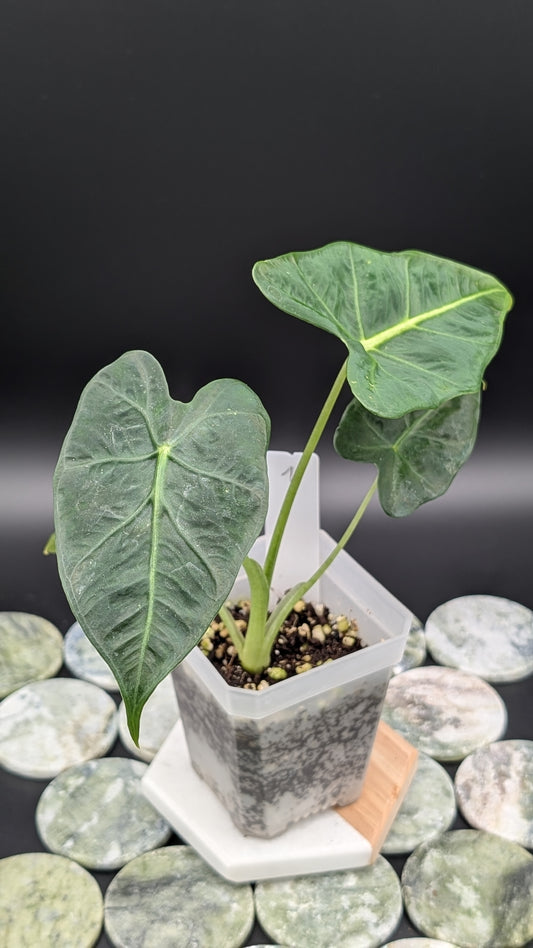 Alocasia Emerald Tide Babypflanze