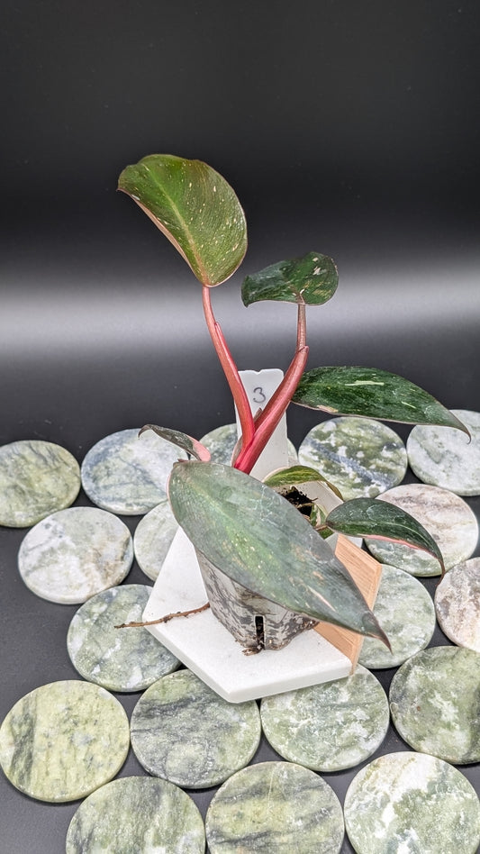 Philodendron Pink Princess Marble Babypflanze