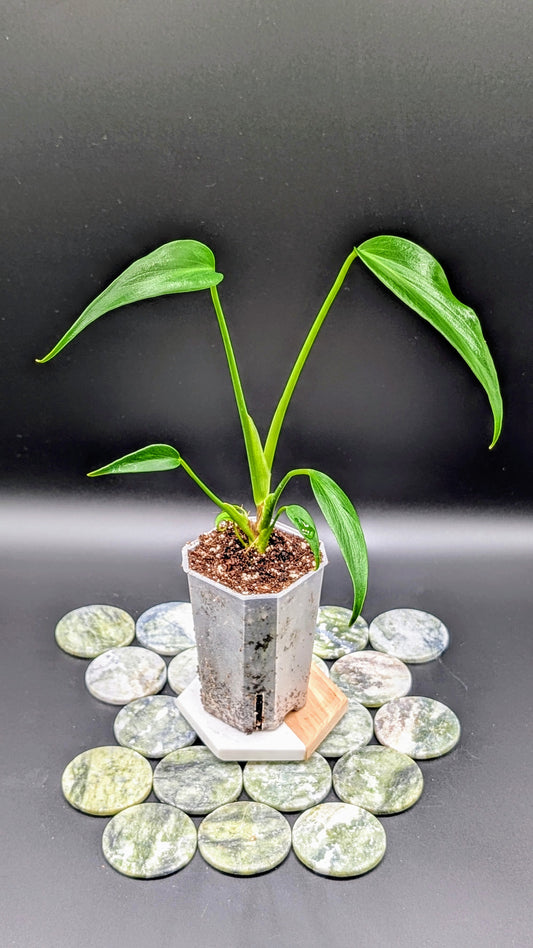 Monstera Burle Marx Flame Babypflanze