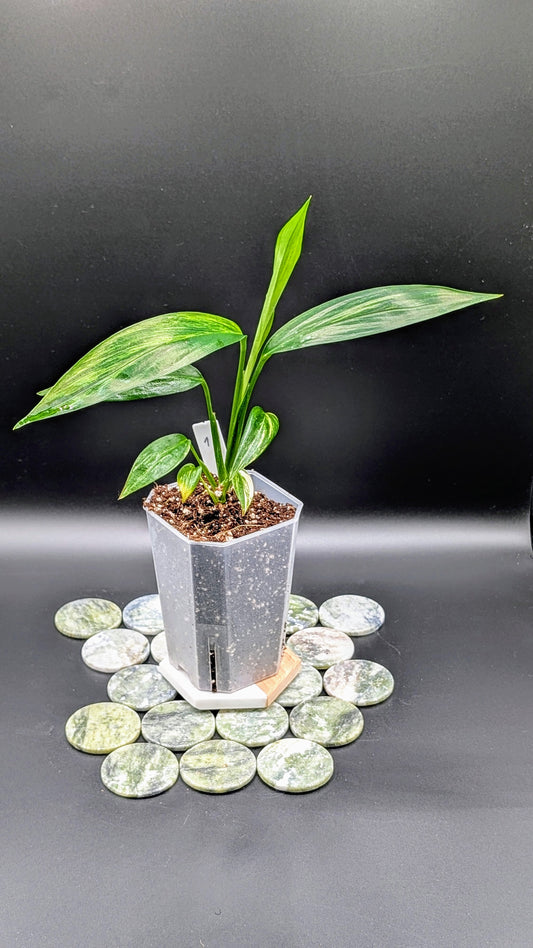 Epipremnum Amplissimum Variegata Babypflanze