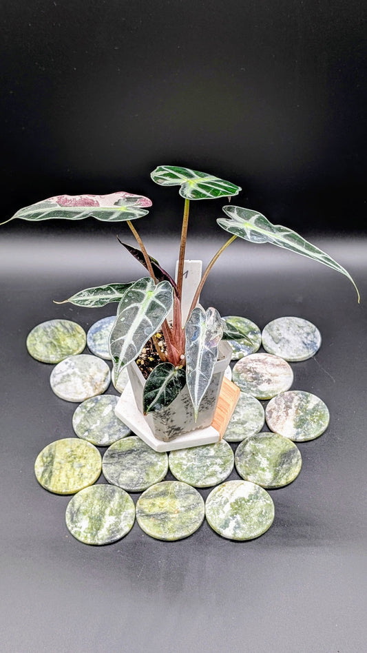 Alocasia Bambino Pink Babypflanze