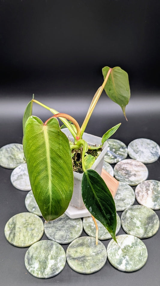 Philodendron Spiritus Sancti Babypflanze