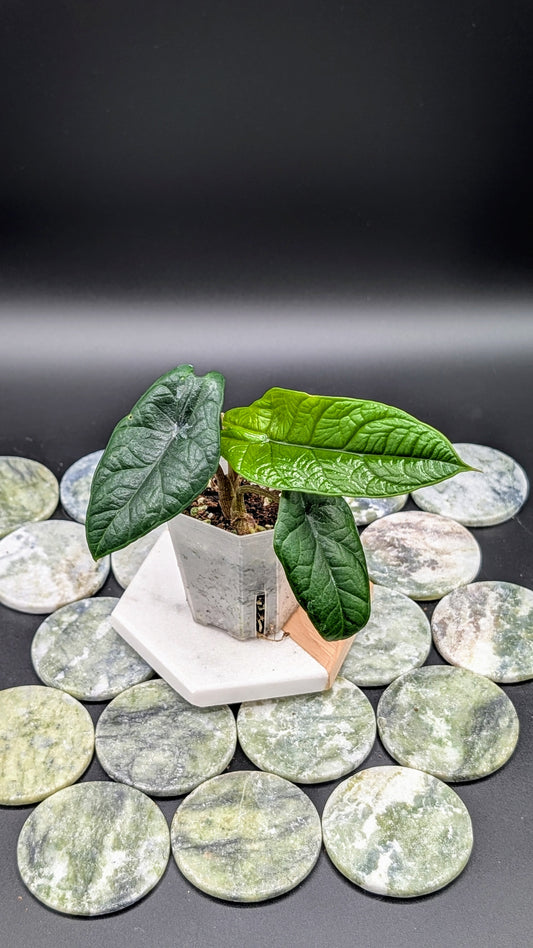 Alocasia Scalprum Babypflanze