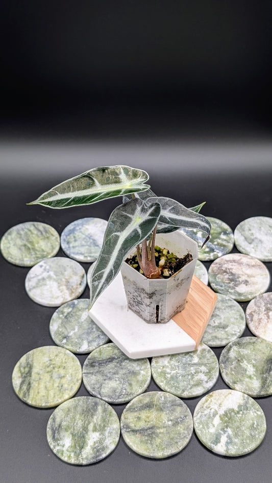 Alocasia Bambino Arrow Babypflanze