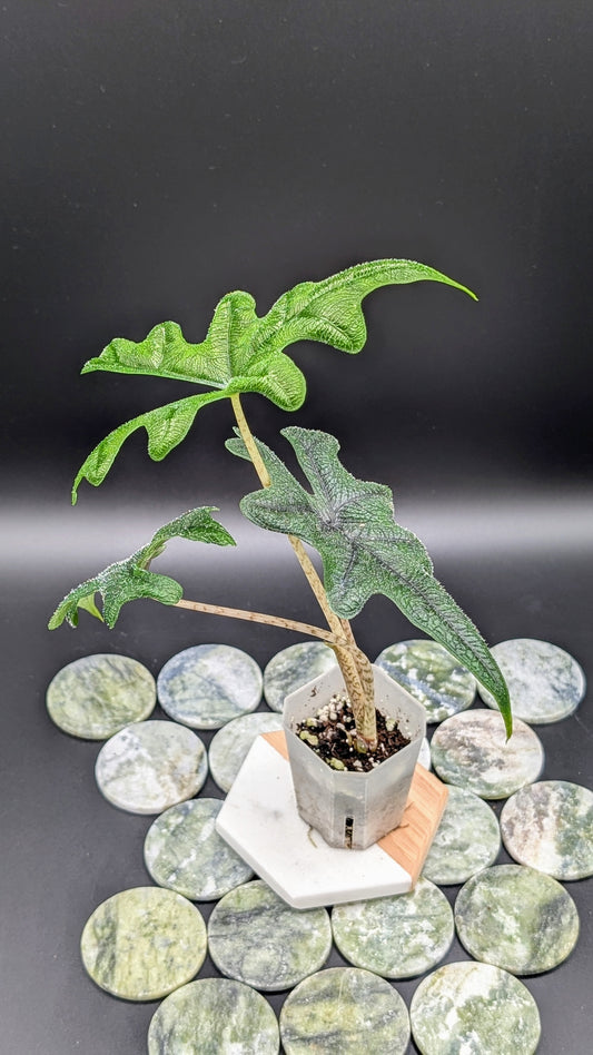 Alocasia Jacklyn Babypflanze