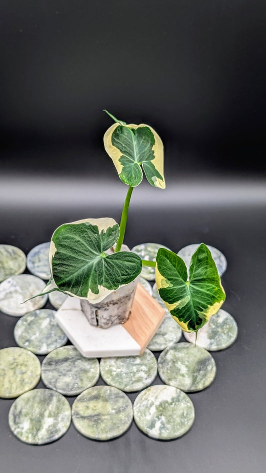 Xanthosoma (Alocasia) Mickey Mouse Variegata