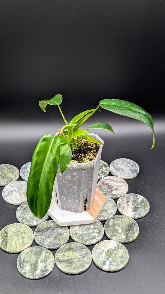 Philodendron Longilobatum "lelano miyano" Babypflanze