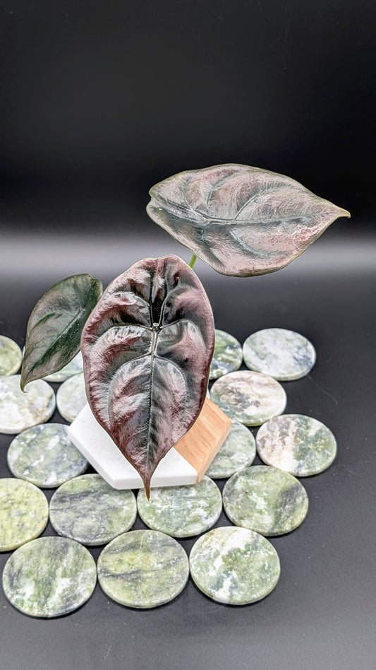 Alocasia Cuprea Red Secret