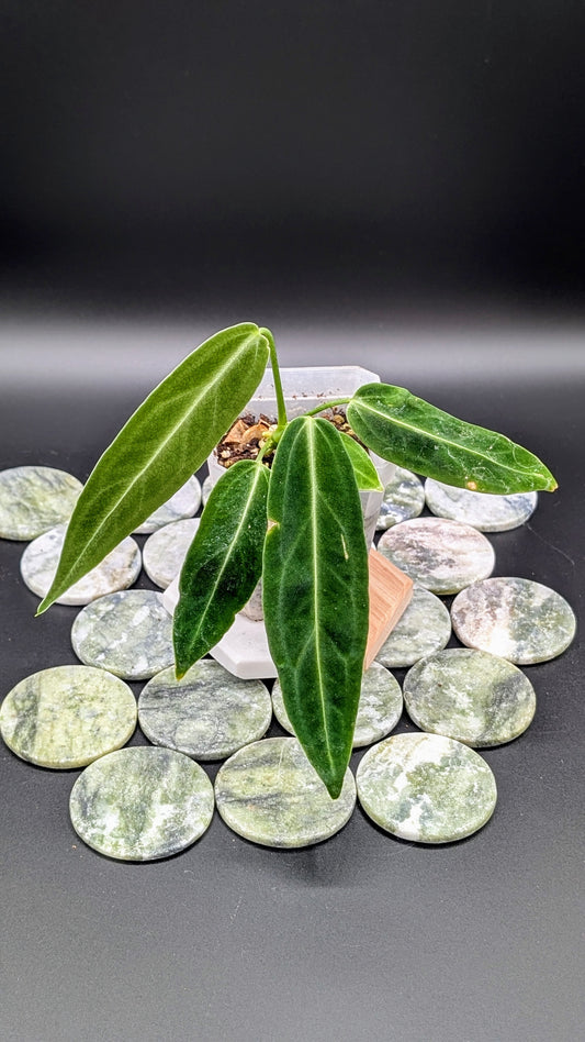 Anthurium Warocqueanum (Queen) Babypflanze