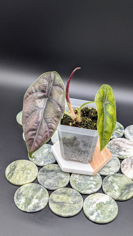 Alocasia Azlanii Babypflanze