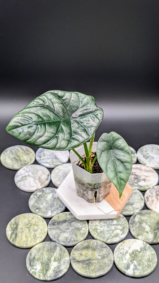 Alocasia Sinuata Babypflanze