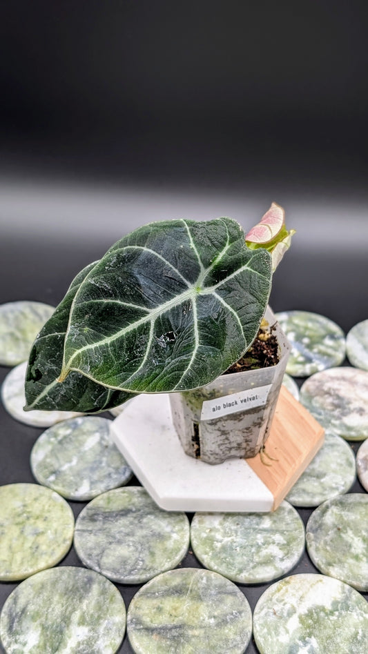 Alocasia Reginula Black Velvet Babypflanze