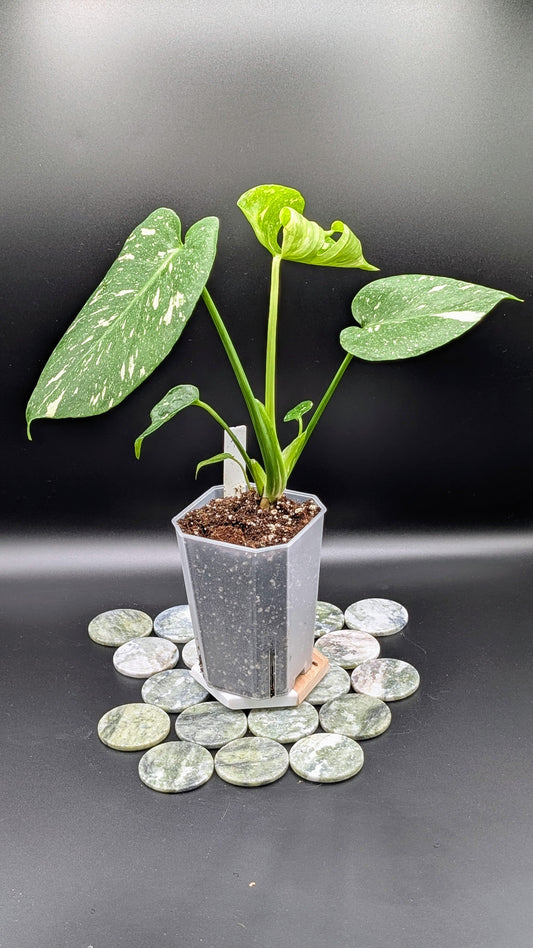 Monstera Thai Constellation Babypflanze