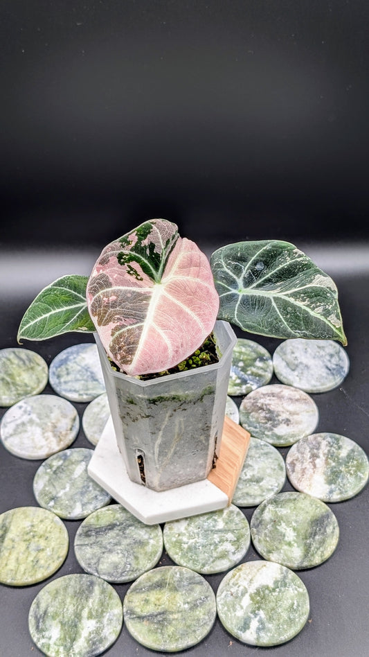 Alocasia Black Velvet Pink Variegata Babypflanze