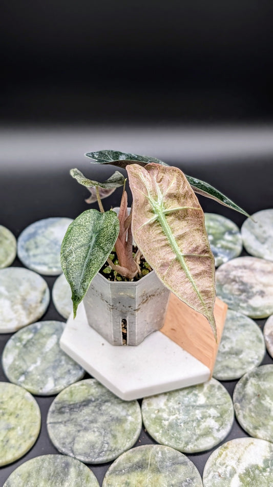Alocasia Polly Mint Pink Variegata Babypflanze