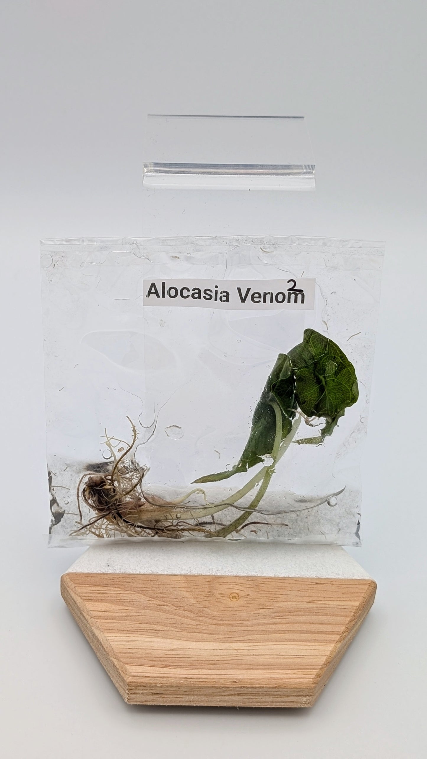 Alocasia Venom im TC Beutel
