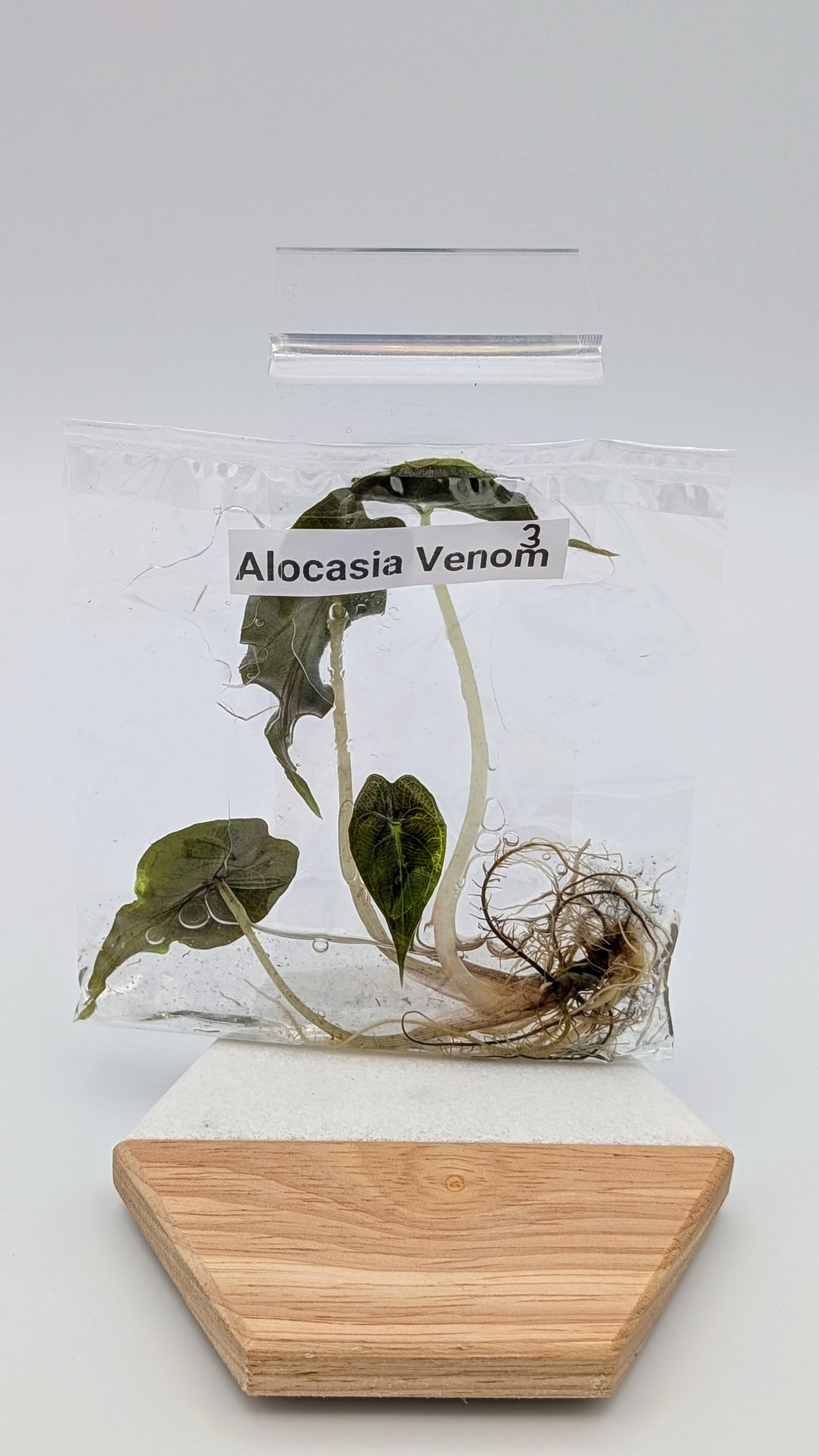 Alocasia Venom im TC Beutel