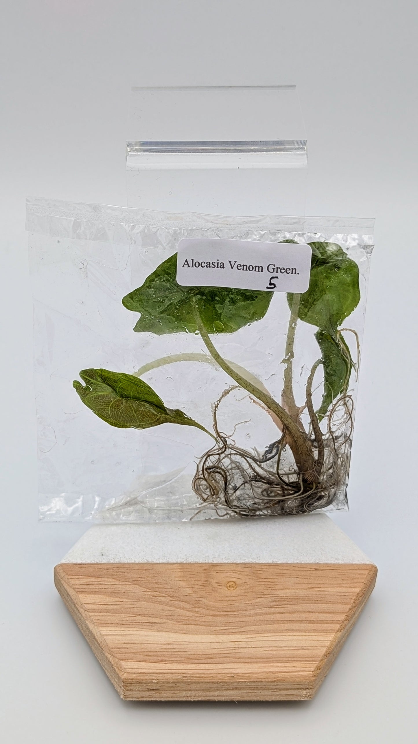 Alocasia Venom im TC Beutel