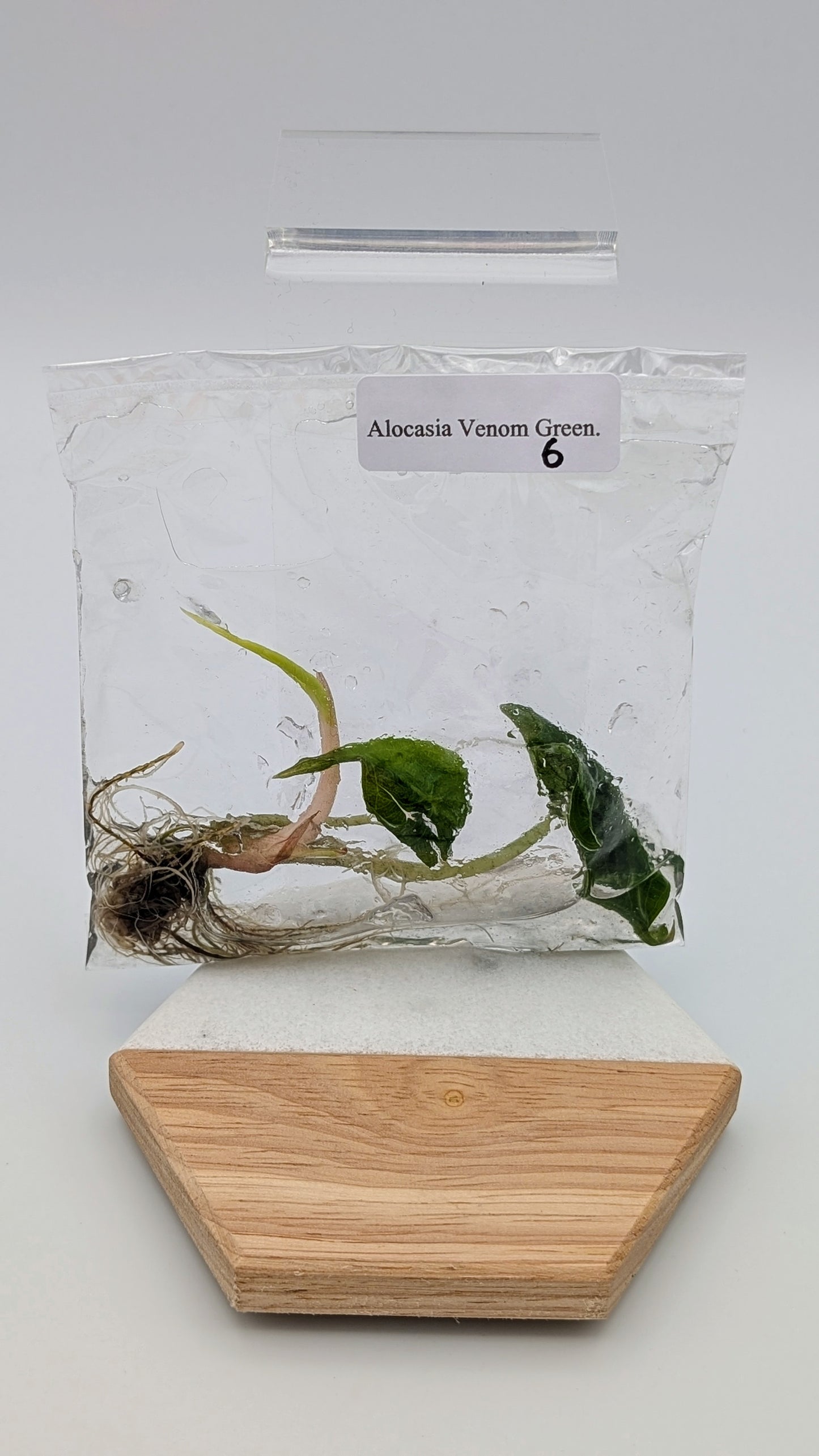 Alocasia Venom im TC Beutel