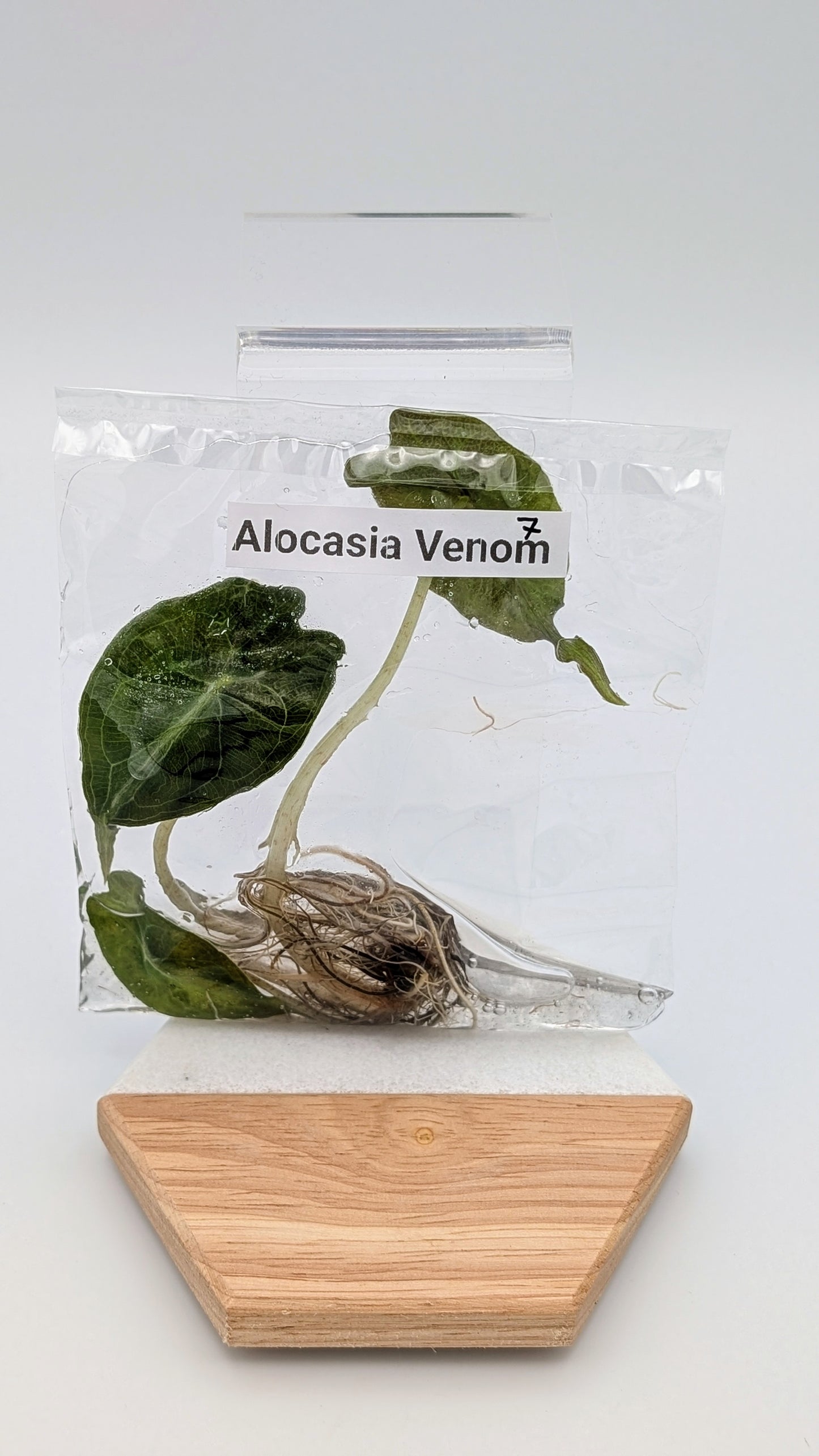 Alocasia Venom im TC Beutel