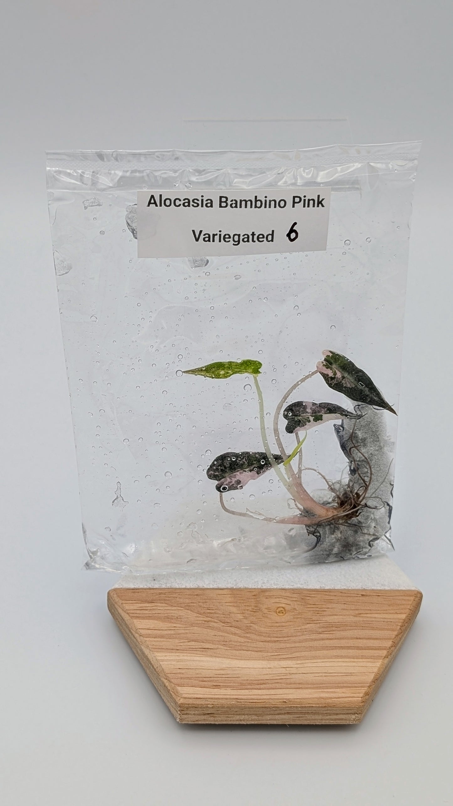 Alocasia Bambino Arrow Pink Variegata im TC Beutel