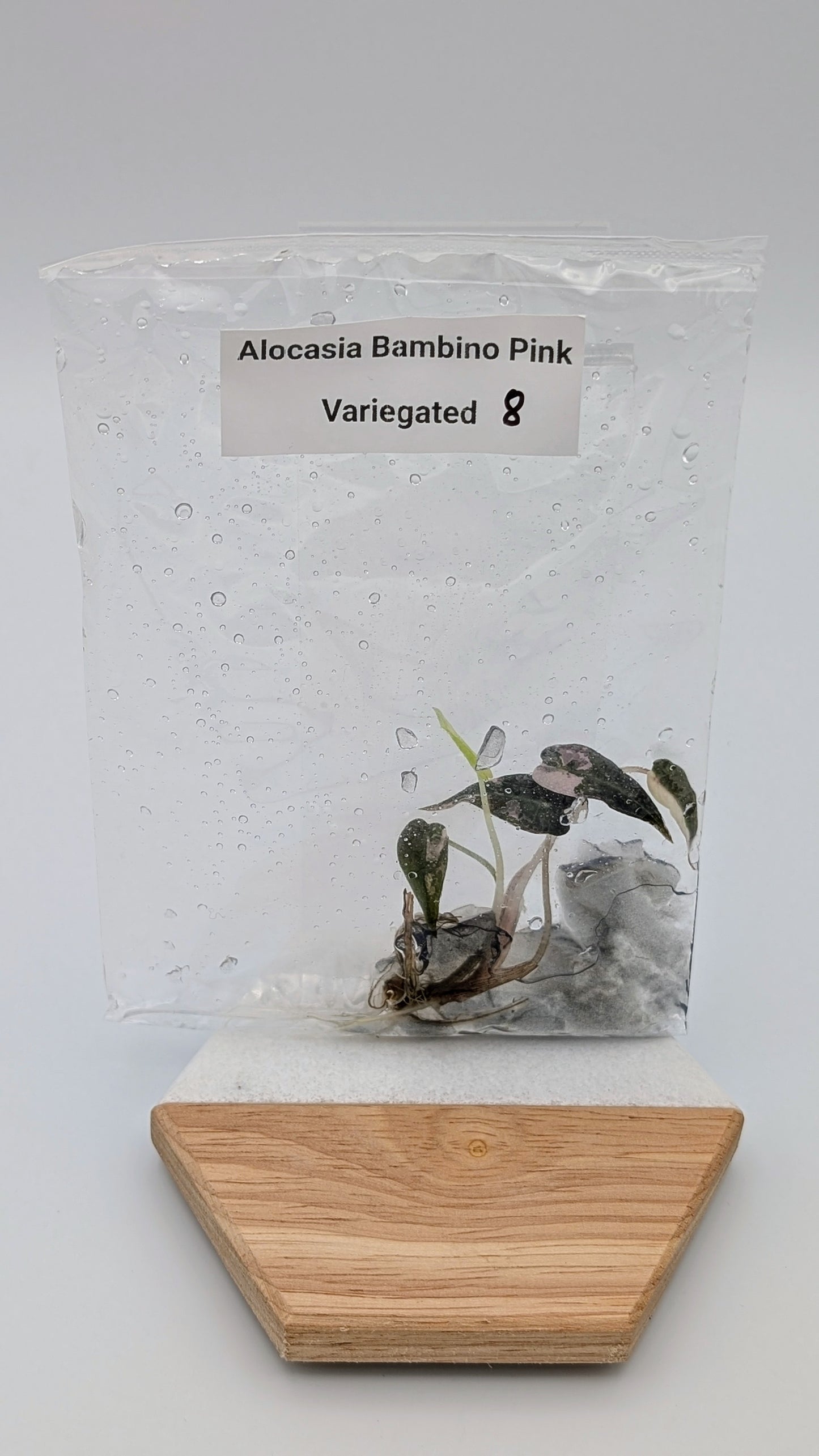 Alocasia Bambino Arrow Pink Variegata im TC Beutel