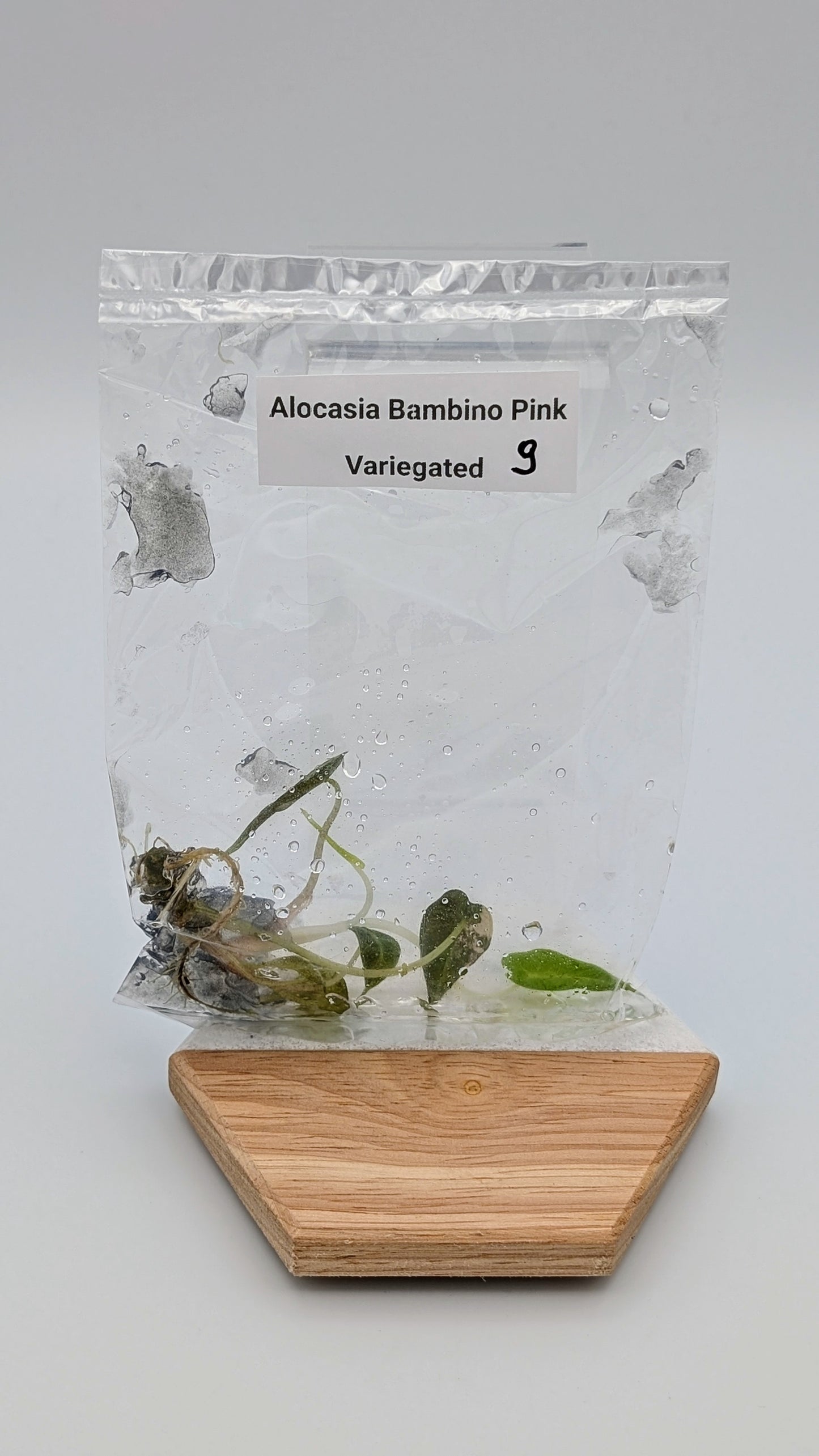 Alocasia Bambino Arrow Pink Variegata im TC Beutel