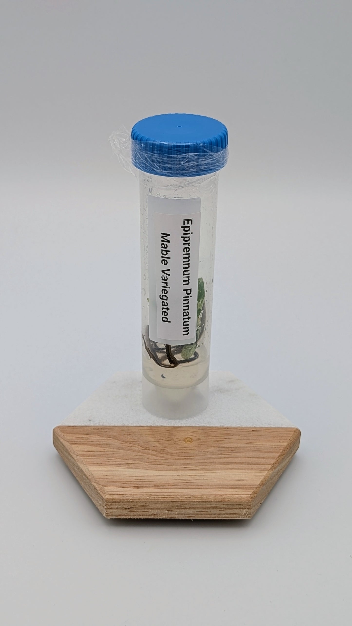 Epipremnum Pinnatum 'Marble' in TC Flasche