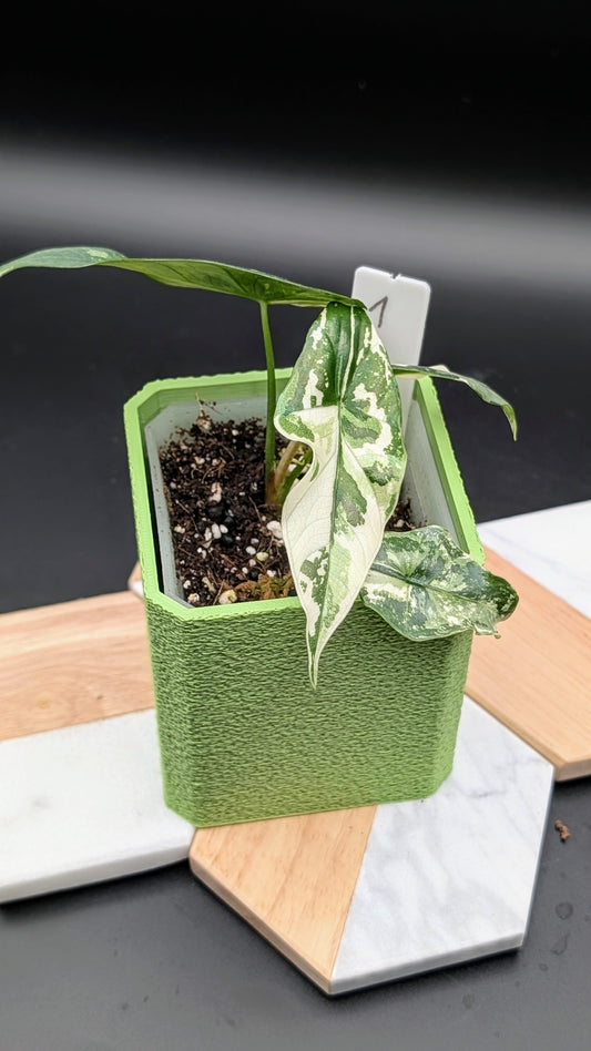 Alocasia Simpo Albo Babypflanze