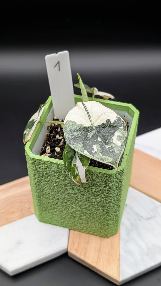 Alocasia Melo Albo Babypflanze