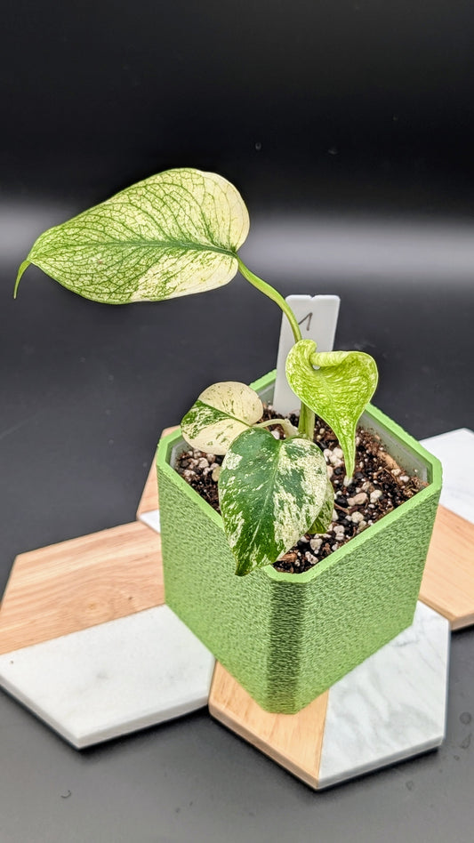 Monstera White Monster Babypflanze