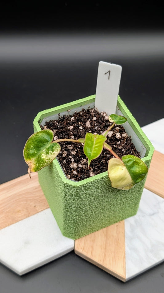 Philodendron Billietiae Babypflanze