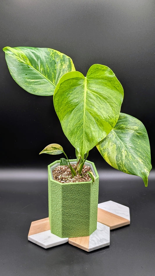 Monstera Aurea