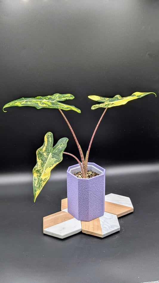 Alocasia Sarian Aurea