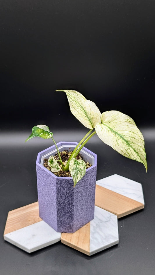 Monstera Mint Babypflanze