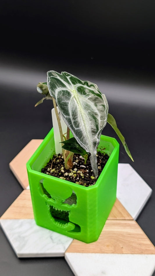 Alocasia Venom Babypflanze