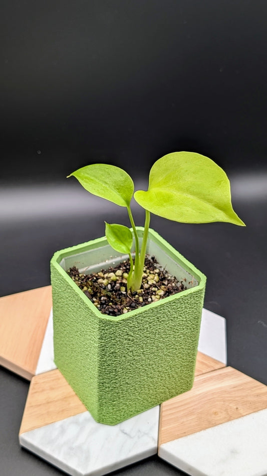 Monstera Lemon Lime/ Full Cheese Babypflanze