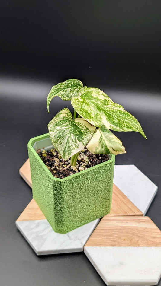 Monstera Legacy Babypflanze