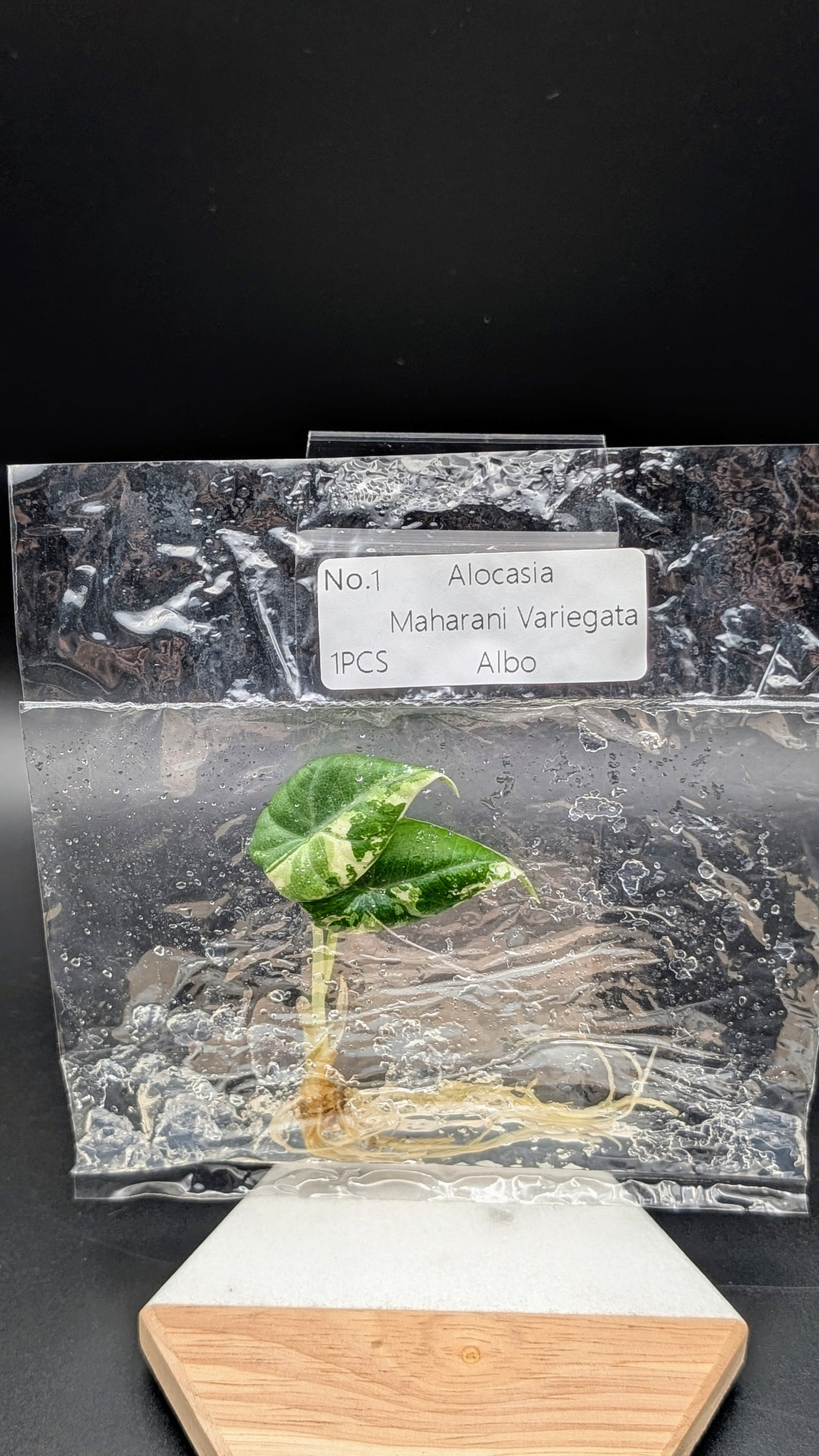 Alocasia Maharani Albo im TC Beutel