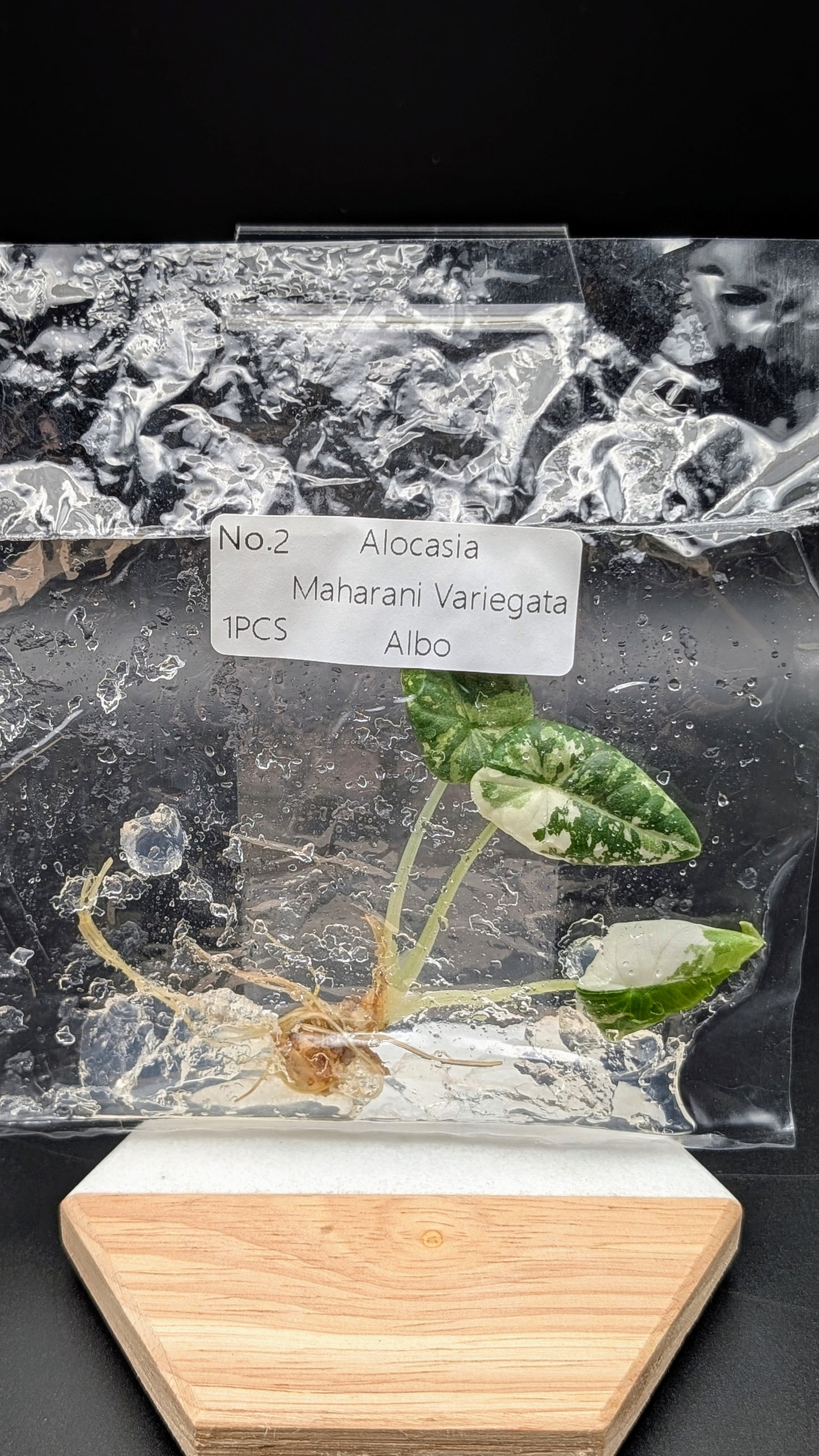 Alocasia Maharani Albo im TC Beutel