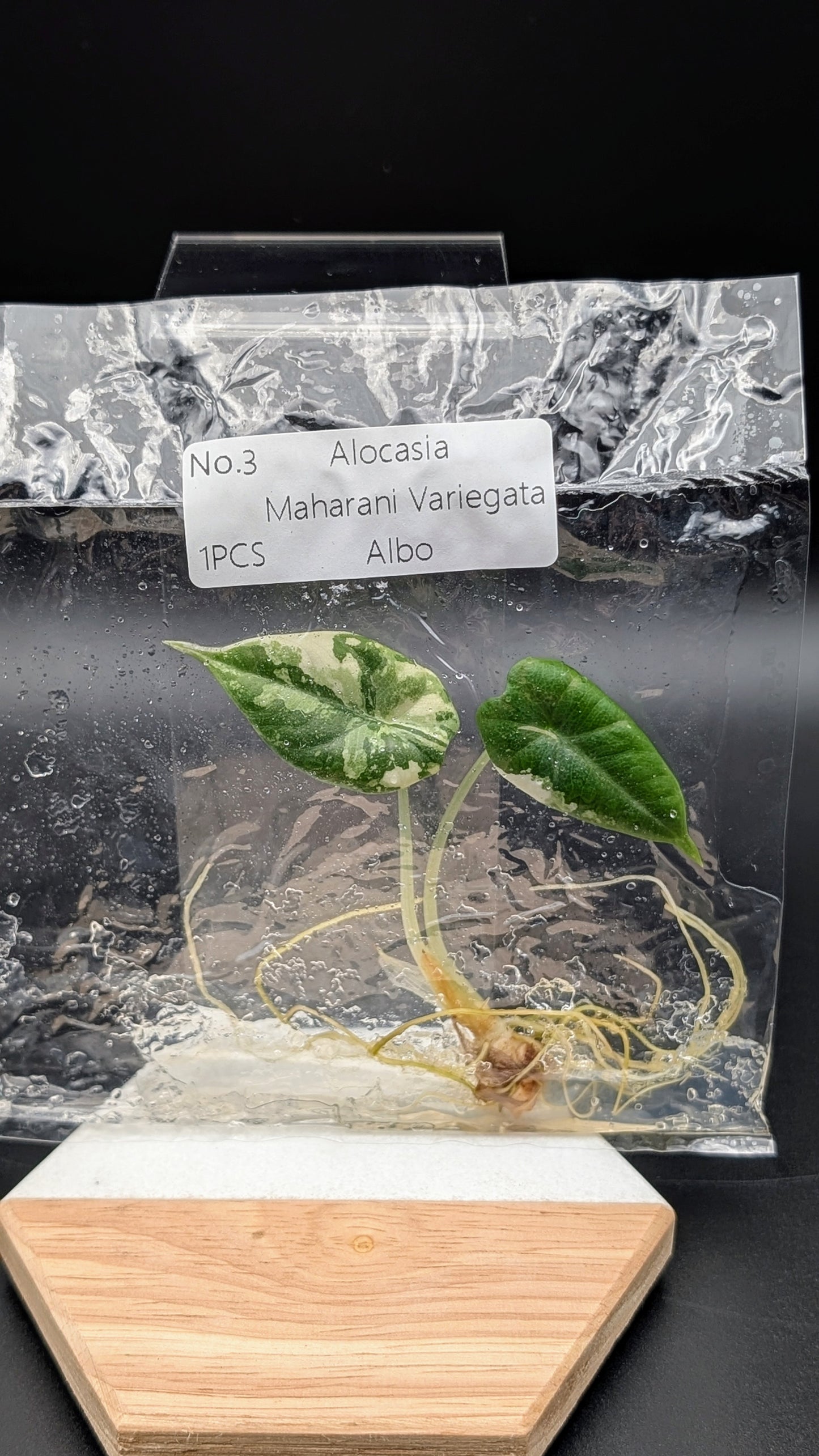 Alocasia Maharani Albo im TC Beutel