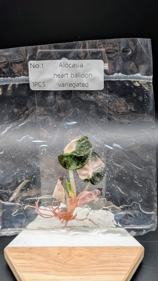 Alocasia Heart Balloon Albo/Pink im TC Beutel