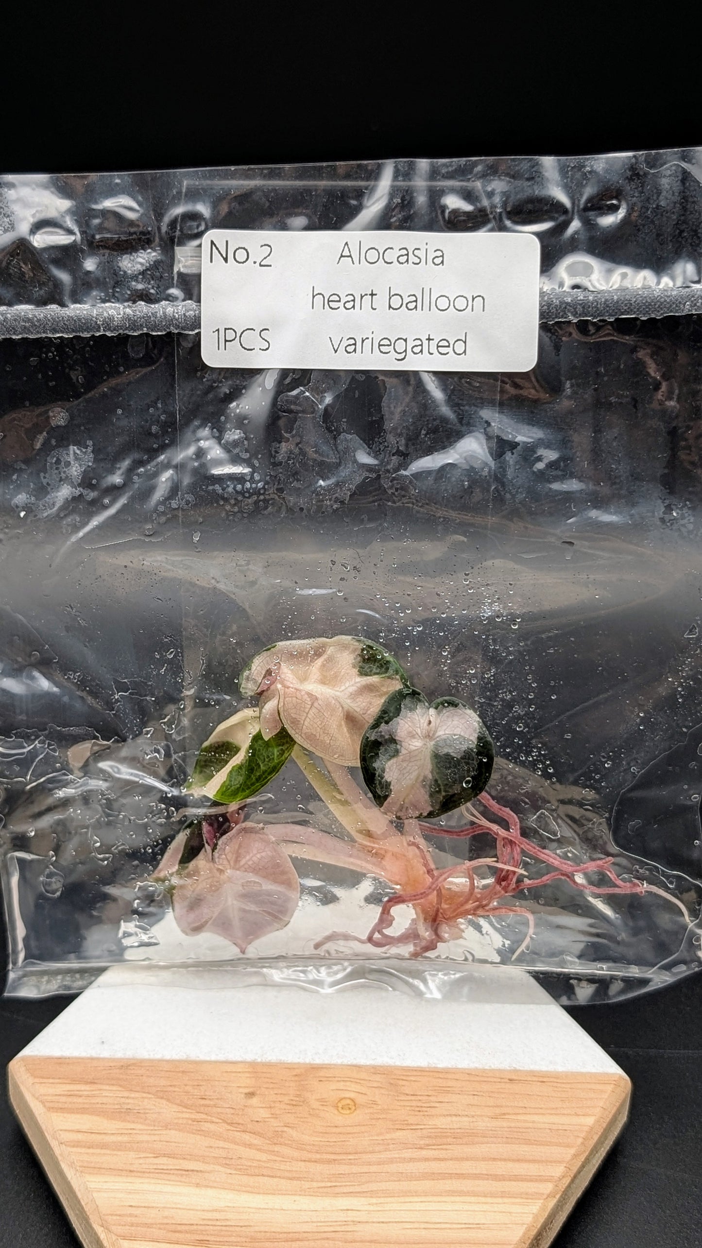 Alocasia Heart Balloon Albo/Pink im TC Beutel