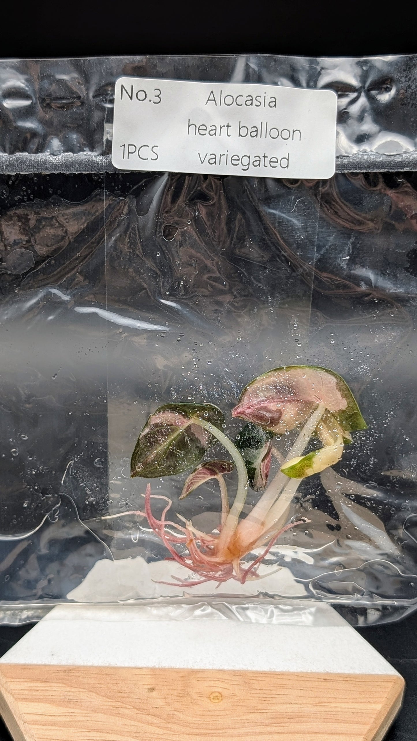 Alocasia Heart Balloon Albo/Pink im TC Beutel