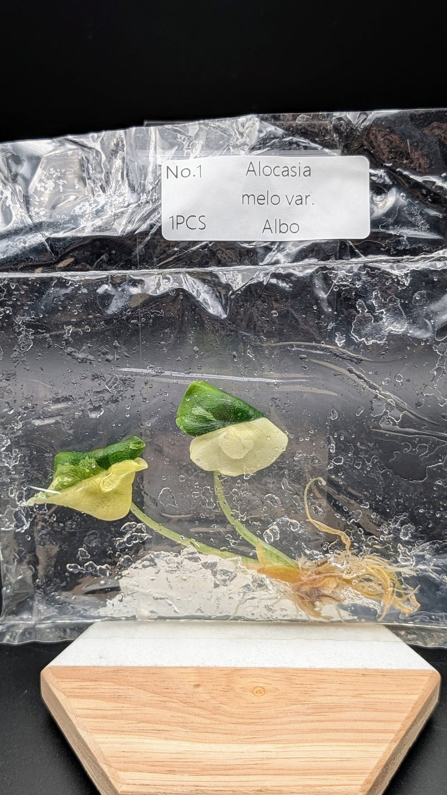 Alocasia Melo Albo im TC Beutel